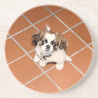 Filhote de cachorro adorável de Peke