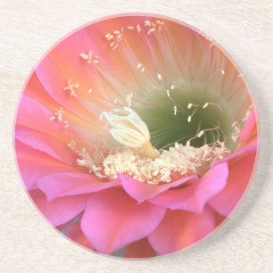 Porta-copos Flor de cacto rosa no deserto