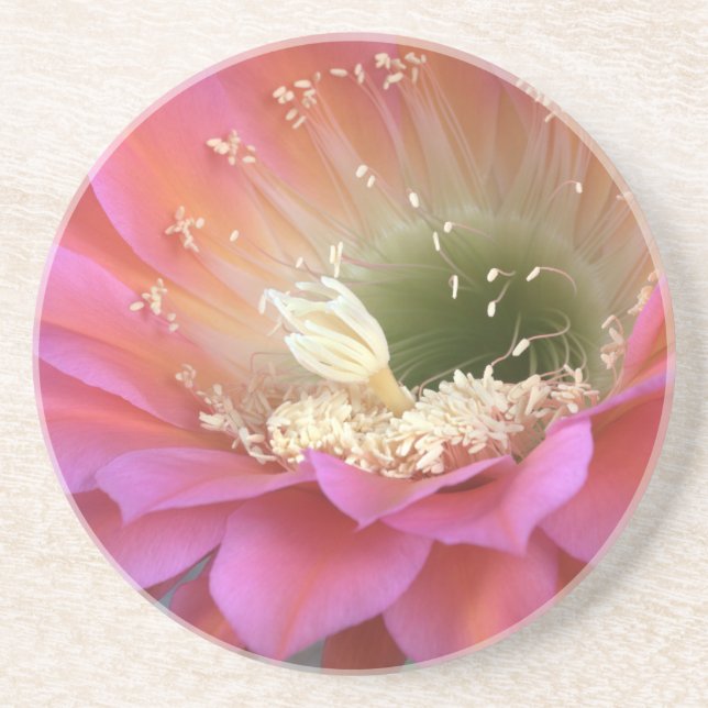 Porta-copos Flor de cacto rosa no deserto (Frente)