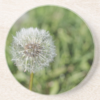 Porta-copos Flor de dandelion branco sobre grama verde