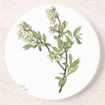 Flor de mirtilo