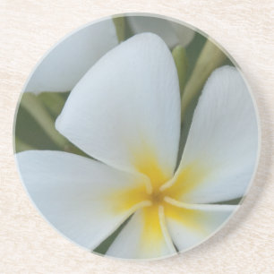 Porta-copos Flor Tropical Branca De Fiji