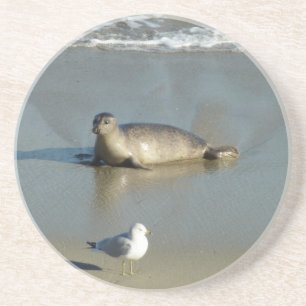 Porta-copos Foca-comum em La Jolla Califórnia