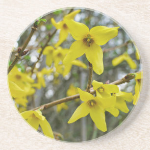 Porta-copos Forsythia em Springtime