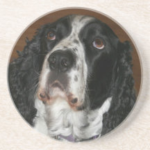 Foto de animal de estimação English Springer Spani