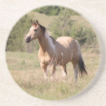 Foto de cavalo Tobiano Buckskin posando no pasto