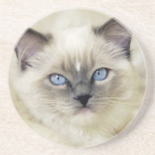 Porta-copos Gatinho Ragdoll
