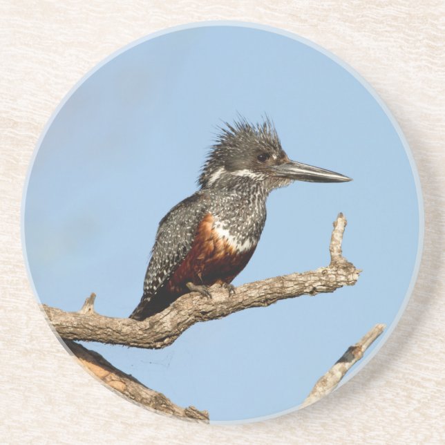 Porta-copos Giant Kingfisher (Frente)