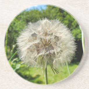 Porta-copos Goatsbeard Wildflower