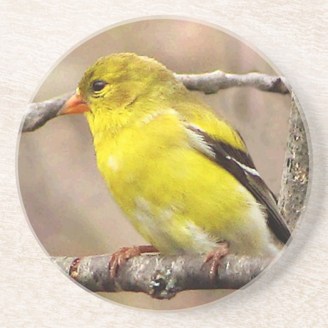 Porta-copos Goldfinch (Frente)