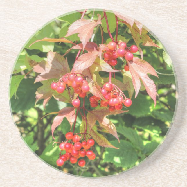 Porta-copos Highbush Cranberry (Frente)