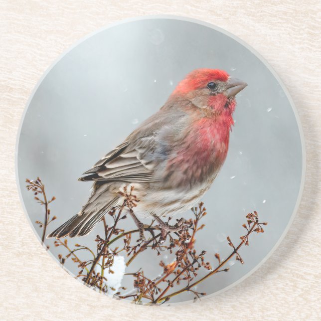 Porta-copos House Finch in Snow - Foto original (Frente)