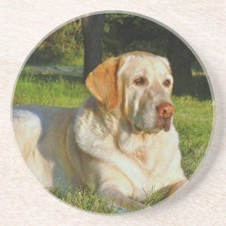 Porta-copos Labrador retriever amarelo