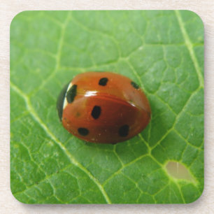 Porta copos Ladybug Cork