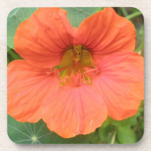 Porta copos Laranja Nasturtium Flower Cork