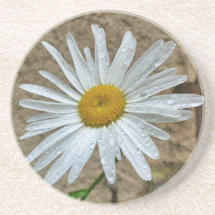 Porta-copos Leucanthemum Bloom