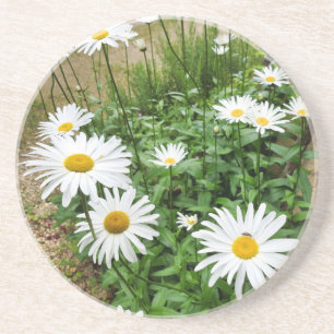 Porta-copos Leucanthemum Blooms