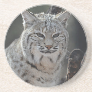 Porta-copos Lince do rastejamento