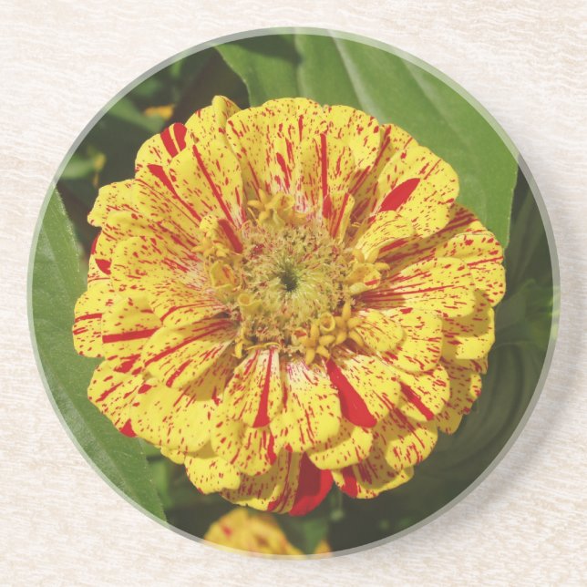 Porta-copos Linda Zinnia (Frente)