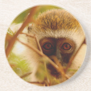Porta-copos Macaco atrevido.