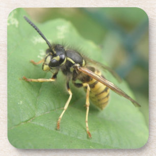Porta copos Macro Hoverfly