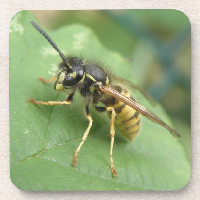 Porta copos Macro Hoverfly (Frente)