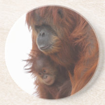 Mamã e bebê Orangutan