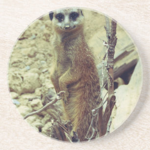 Porta-copos Meerkat