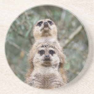 Porta-copos Meerkat 081