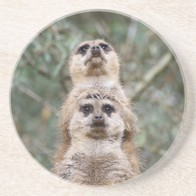 Porta-copos Meerkat 081 (Frente)