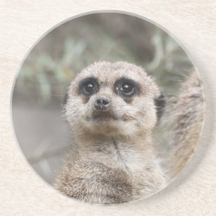 Porta-copos Meerkat 082