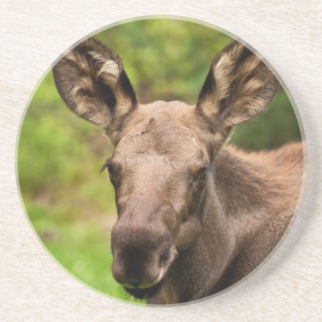 Porta-copos Moose Curiosa (Frente)