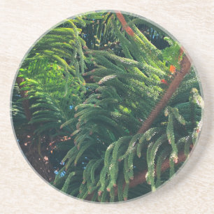 Porta-copos Norfolk Island Pine