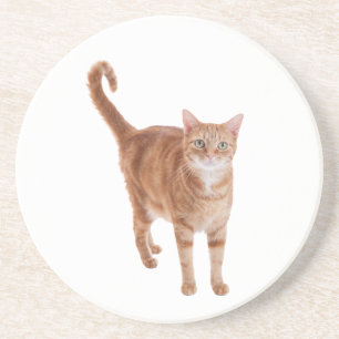 Porta-copos Orange Tabby Cat