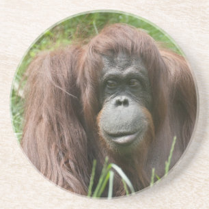 Porta-copos Orangutan