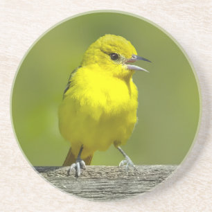 Porta-copos Orchard Oriole - Fotografia original