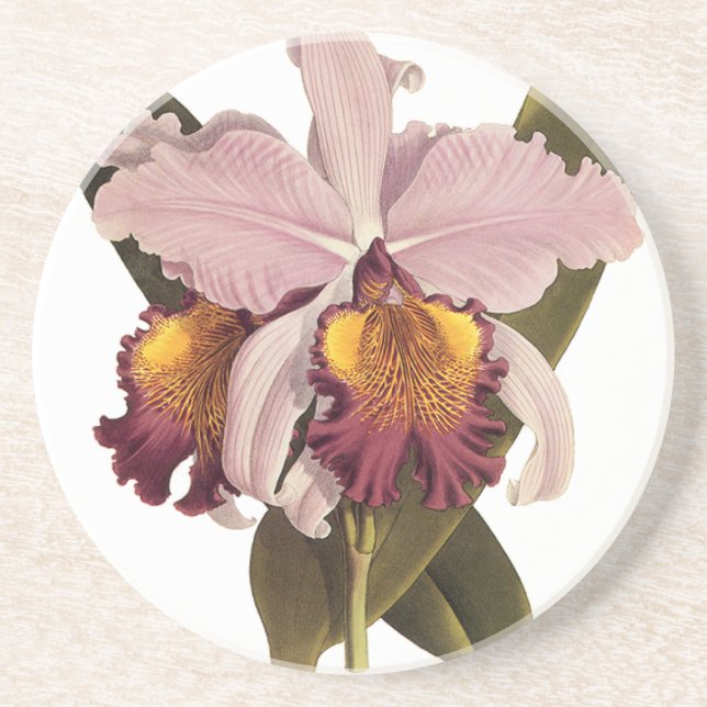 Porta-copos Orquídea de Cattleya Roxo, Flores Tropicais (Frente)