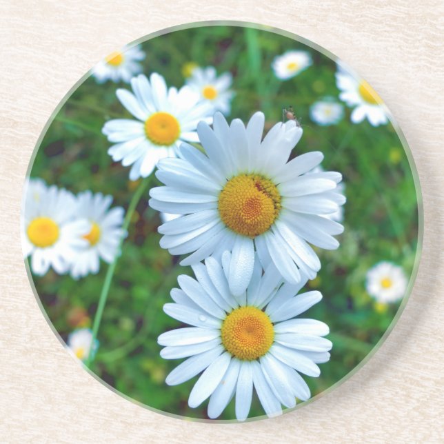 Porta-copos Ox-Eye Daisies (Frente)