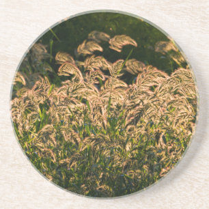 Porta-copos Painço Selvagem (Panicum Sp.) Crescendo em Área Úm