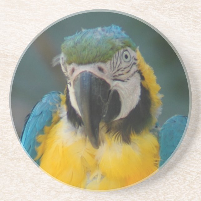 Porta-copos papagaio (Frente)
