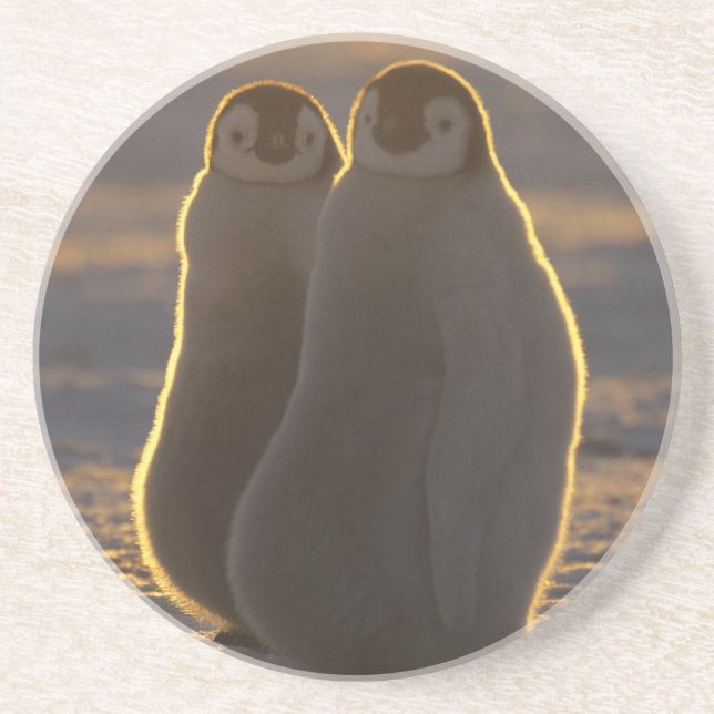 Porta-copos Pinguins-imperadores (Frente)