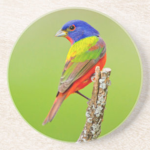 Porta-copos Pintassilgo-de-cabeça-castanha (Passerina ciris) M