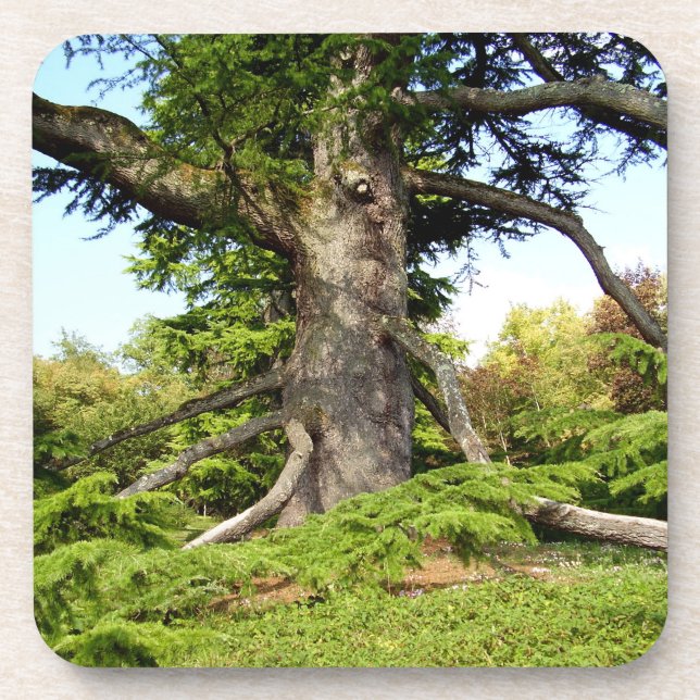 Porta copos plástica dura da árvore de (Frente)