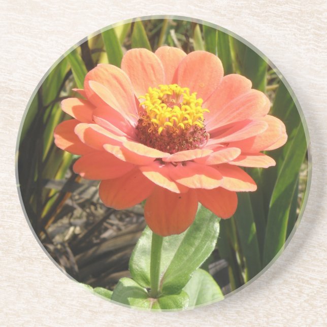 Porta-copos Portas copos de Flor Zinnia Laranja (Frente)