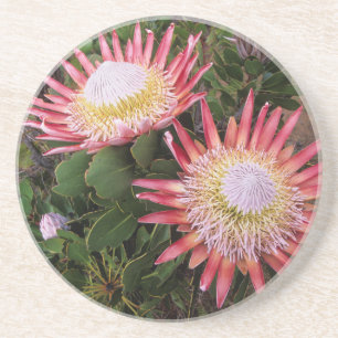 Porta-copos Protea-rei (Protea Cynaroides), Helderberg