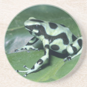 Porta-copos Rã venenosa, (Dendrobates auratus) Cahuita