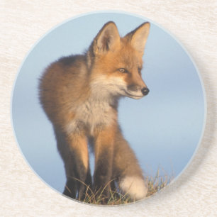 Porta-copos raposa-vermelha, Vulpes vulpes