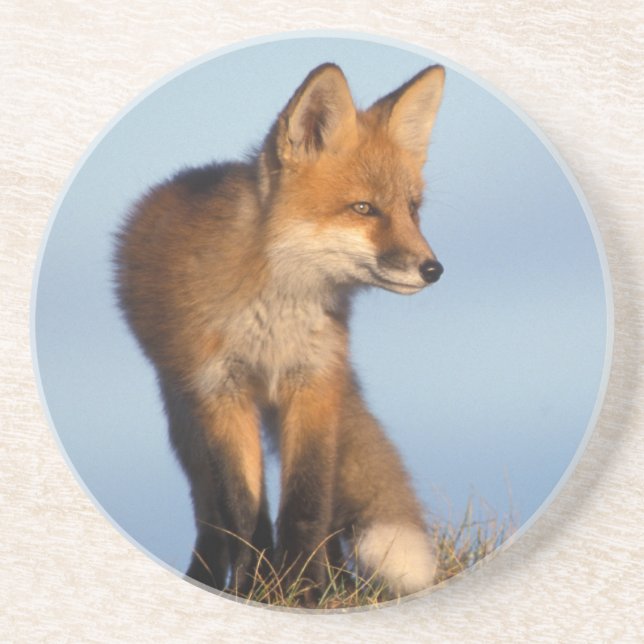 Porta-copos raposa-vermelha, Vulpes vulpes (Frente)