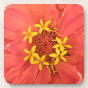 Porta copos Red Zinnia Macro Cork