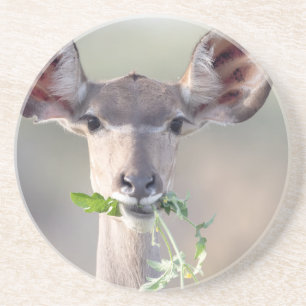 Porta-copos Retrato de Kudu